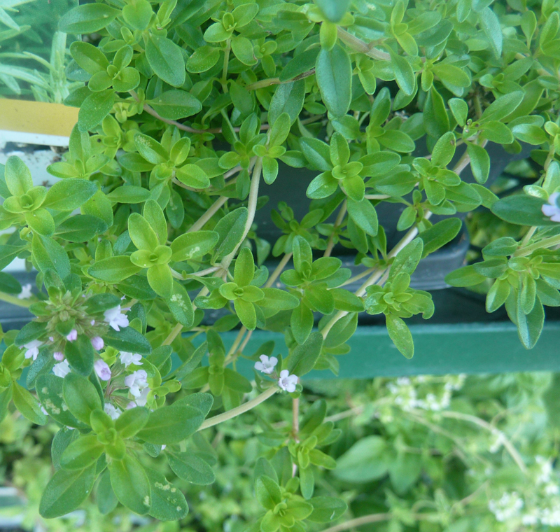 Thymus vulgaris (cultivated) eFlora of India